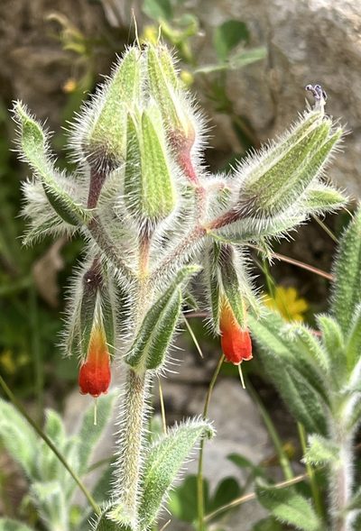 Onosma frutescens, photographed by Bob Walker