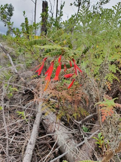 Fuchsia triphylla, photographed by Yolanda M. Leon