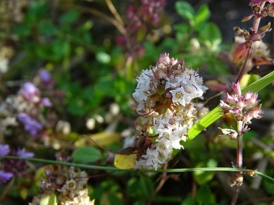 Cuscuta epithymum, photographed by Grzegorz Grzejszczak