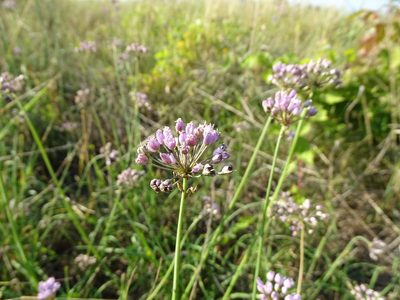 Allium angulosum, photographed by Grzegorz Grzejszczak