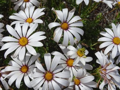 Dimorphotheca cuneata, photographed by Peter Warren