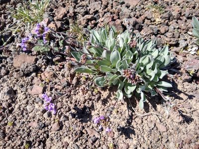 Phoenicaulis cheiranthoides, photographed by John Brew