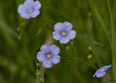 Linum perenne, photographed by Юрий Носков