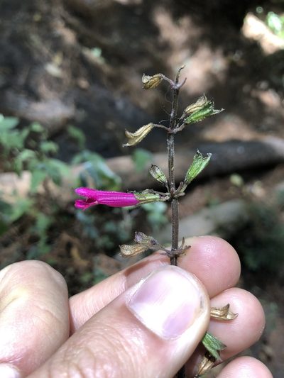 Salvia punicans, photographed by Skjold Søndergaard