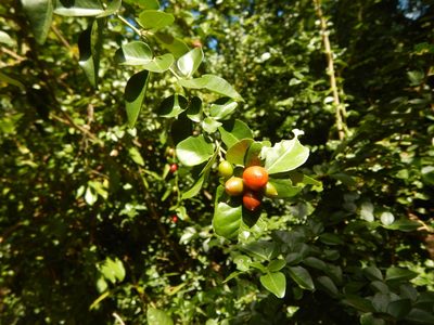 Triphasia trifolia, photographed by stinger