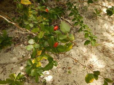 Triphasia trifolia, photographed by stinger