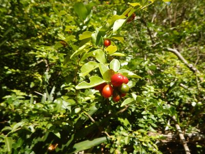 Triphasia trifolia, photographed by stinger
