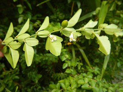 Triphasia trifolia, photographed by stinger