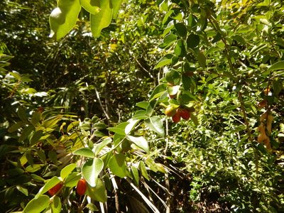 Triphasia trifolia, photographed by stinger