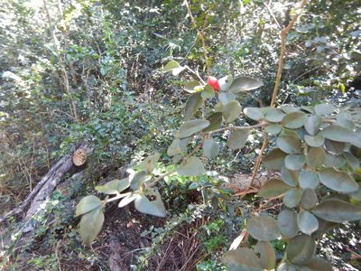Triphasia trifolia, photographed by stinger