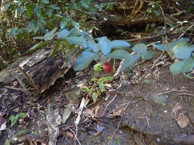 Triphasia trifolia, photographed by stinger