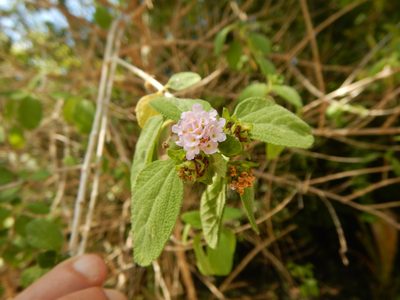 Lantana involucrata, photographed by stinger