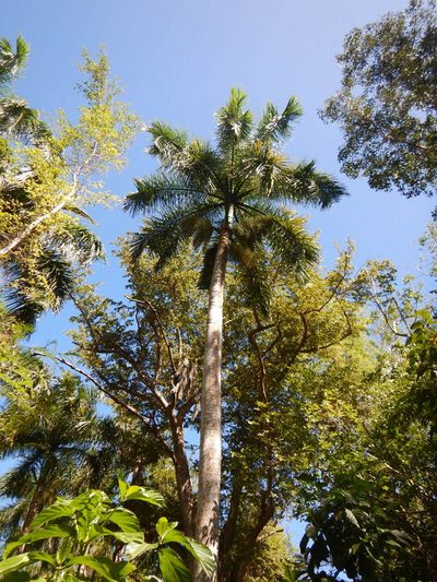 Roystonea borinquena, photographed by stinger