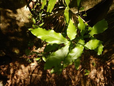 Melicoccus bijugatus, photographed by stinger