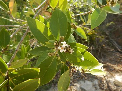 Avicennia germinans, photographed by stinger