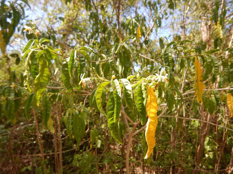Solanum bahamense, photographed by stinger