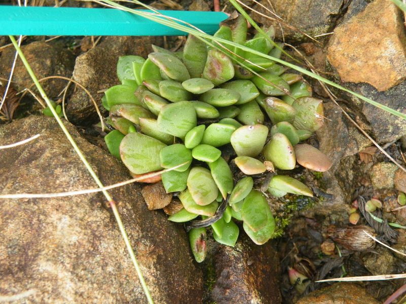 Anacampseros rufescens, photographed by Antoinette Eyssell Knox