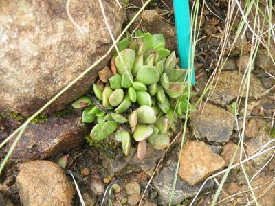 Anacampseros rufescens, photographed by Antoinette Eyssell Knox