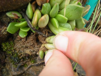 Anacampseros rufescens, photographed by Antoinette Eyssell Knox
