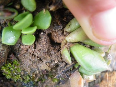 Anacampseros rufescens, photographed by Antoinette Eyssell Knox