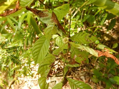Psychotria nervosa, photographed by stinger