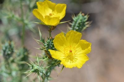 Argemone mexicana, photographed by Center for Urban Ecology