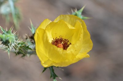 Argemone aenea, photographed by Center for Urban Ecology