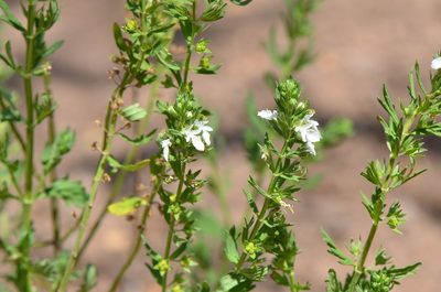 Teucrium cubense, photographed by Center for Urban Ecology