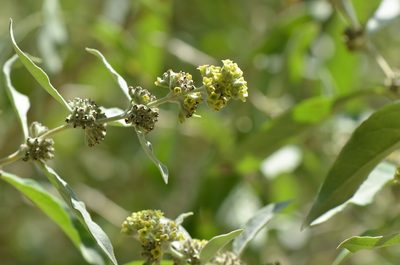 Buddleja sessiliflora, photographed by Center for Urban Ecology
