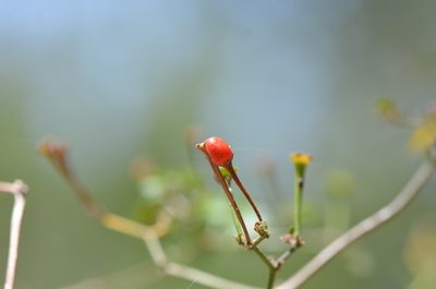 Capsicum annuum, photographed by Center for Urban Ecology