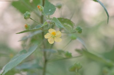 Abutilon viscosum, photographed by Center for Urban Ecology