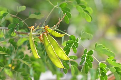 Erythrostemon mexicanus, photographed by Center for Urban Ecology