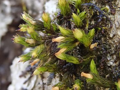 Orthotrichum patens, photographed by Christian Berg