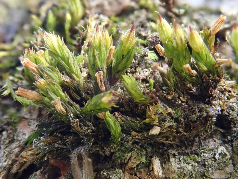 Orthotrichum patens, photographed by Christian Berg