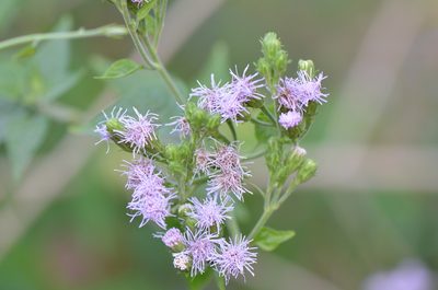 Tamaulipa azurea, photographed by Center for Urban Ecology