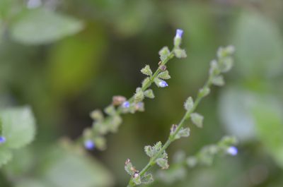 Salvia misella, photographed by Center for Urban Ecology
