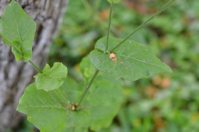 Nicotiana repanda, photographed by Center for Urban Ecology