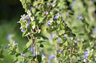 Salvia ballotiflora, photographed by Center for Urban Ecology