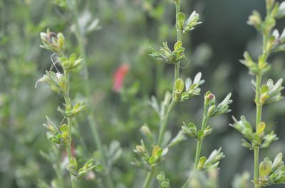 Dicliptera sexangularis, photographed by Center for Urban Ecology