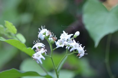 Ehretia anacua, photographed by Center for Urban Ecology