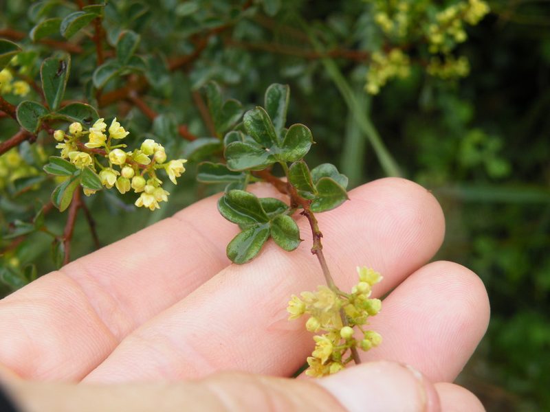 Searsia rigida, photographed by Antoinette Eyssell Knox