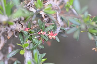 Castela erecta, photographed by Center for Urban Ecology