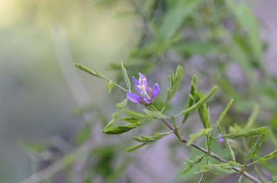 Porlieria angustifolia, photographed by Center for Urban Ecology