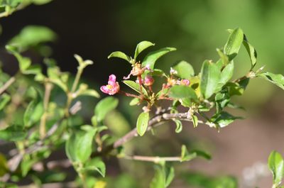 Malpighia glabra, photographed by Center for Urban Ecology