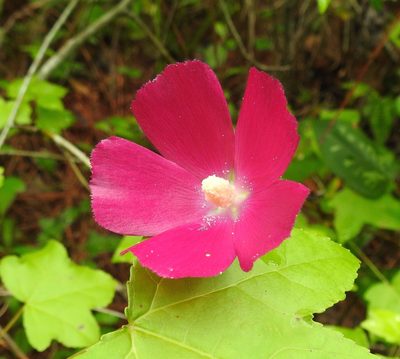 Callirhoe papaver, photographed by Laura Gaudette