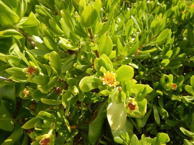 Borrichia arborescens, photographed by stinger