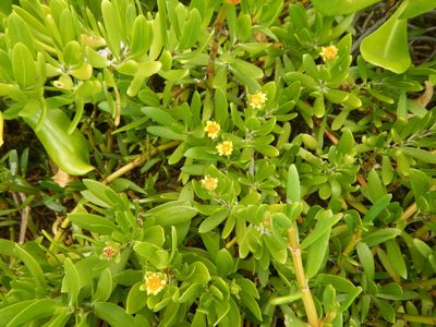 Borrichia arborescens, photographed by stinger