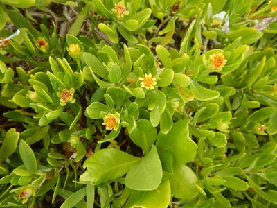 Borrichia arborescens, photographed by stinger