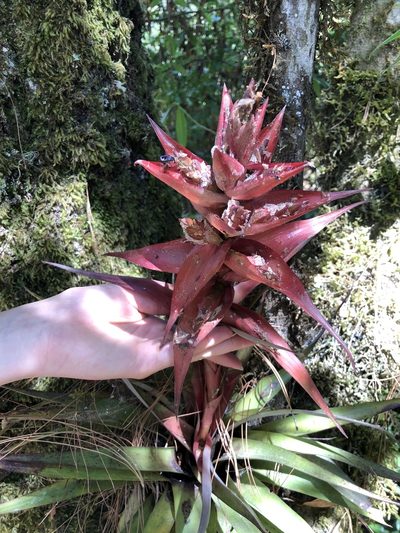 Tillandsia violacea, photographed by Skjold Søndergaard