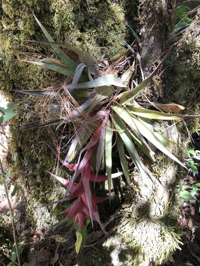 Tillandsia violacea, photographed by Skjold Søndergaard